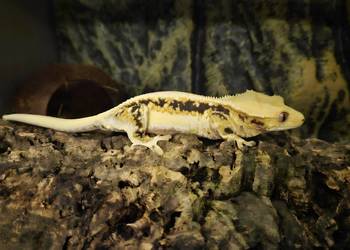 Gekon orzęsiony lilly white dorosła samica