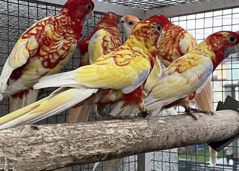 Rozelle królewskie 2025r. 1500 zł