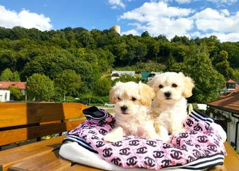 Maltipoo XS rodowodowe (maltańczyk & pudel TOY)paszport+czip