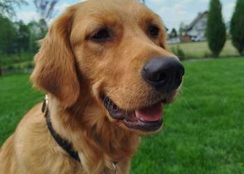 Linia amerykańska  Golden Retriever zloty/ rudy ZKPL/ DNA-genetyka