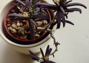 Delosperma bosseranum kaudeks miniatura w osłonce Ice plant sukulent