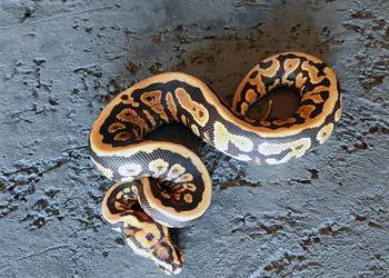 Pyton królewski, samiec, Spotnose Yellow belly het Clown