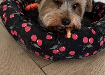 yorkshire terrier - pies