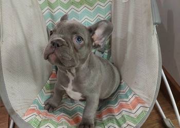 Buldog francuski suczka lilac blue