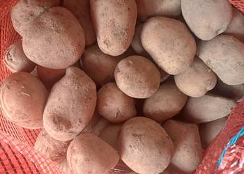 Sprzedam ziemniaki paszowe, Dynów, 0,50 zł/kg