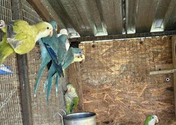 Mnicha nizinna Mnicha nizinna