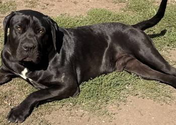 Reproduktor Cane Corso