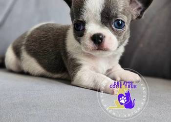 Pinio **Chihuahua Biało - Niebieski * Śliczny Maleńki **