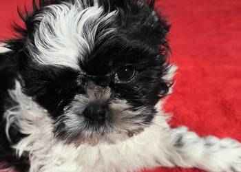 Shihtzu piesek samodzielny