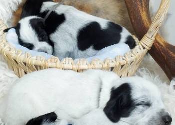 Szczenięta po wyżle niemieckim zapraszam