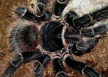 Lasiodora parahybana - pająk ptasznik olbrzymi 7.5 DC SAMICA, Warszawa