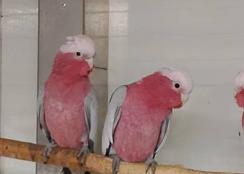 Kakadu różowe para