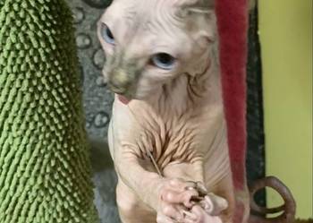 Sfinks Kanadyjski. Do odbioru dziewczynka.