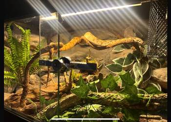 Terrarium z wężem BOA Cesarski 100x40x40 Terrarium z wężem BOA Cesarski 100x40x40