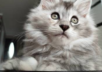 Jasmine kotka Maine Coon