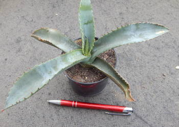 Agawa marmurowa - agave marmorata - ostatnia sadzonka