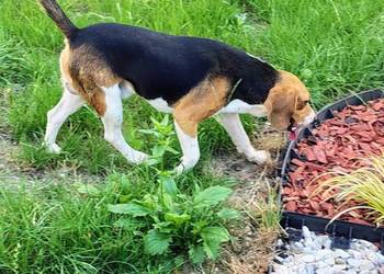 Beagl 3 letni piesek szuka nowej rodziny