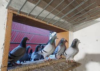 Gołębie Pocztowe likwidacja hodowli