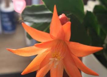Kaktus wielkanocny Rhipsalidopsis 3 kolory
