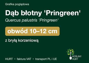 Dąb błotny 'Pringreen' obwód 10-12 cm, z bryłą – HURT