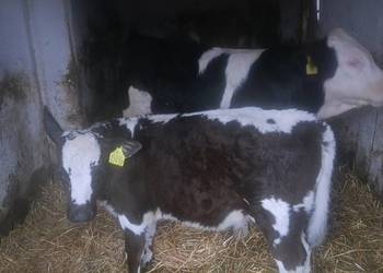 Sprzedam jaloweczke białogrzbietka  dwu miesięczna