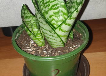 Sansewieria,sansa,  nr 2, rosnąca