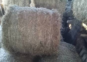 Siano bele 120x80 120x120 słoma 120x80