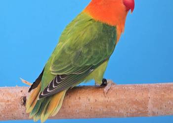 Nierozłączki Fischer młode do oswojenia jak I Dojrzałe do lęgów  papuga