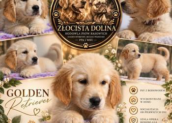 Golden Retriever gotowe do odbioru