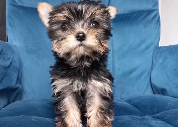 Piesek Yorkshire Terrier