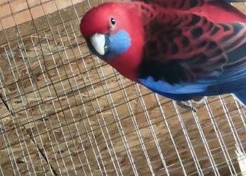 Sprzedam samca rozelli królewskiej z 2024 roku oraz 4 nimfy z 2025