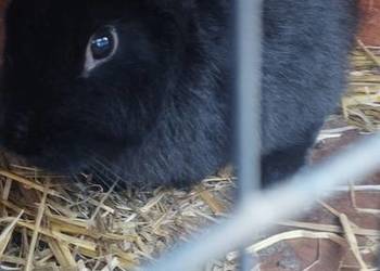 Sprzedam królika samica