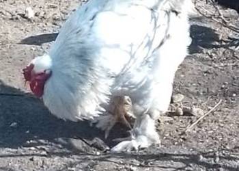 Sprzedam kury, koguty kochin olbrzymi