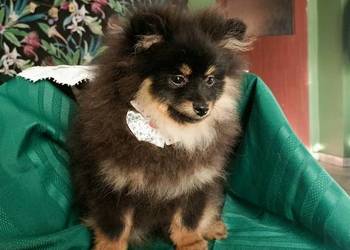 Mały Szpic Niemiecki piękne umaszczenie black and tan rodzice FCI