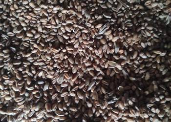 Sprzedam pszenice do siewu