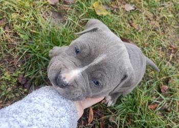 American Pitbull Terrier