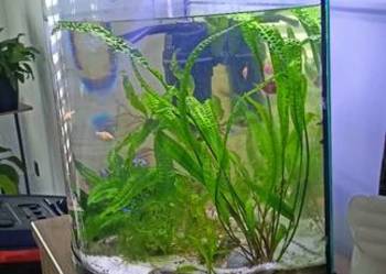 sprzedam akwarium Tetra 50 l