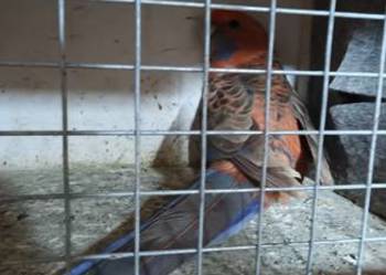 Papugi rozelle królewskie