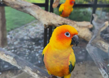 Papugi Konury Słoneczne para samiec samica ręcznie karmione