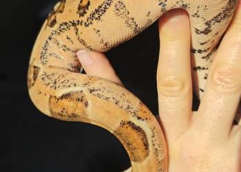 Wąż Boa Imperator 2025