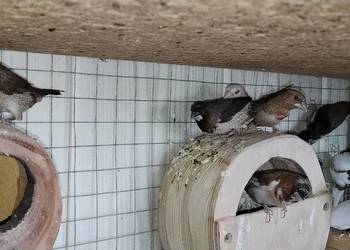 Mewki japońskie 2025