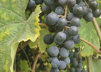 Winogron niepryskany