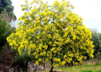 AKACJA SREBRZYSTA  Acacia dealbata - NASIONA 100g