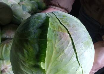 Sprzedam kapustę białą