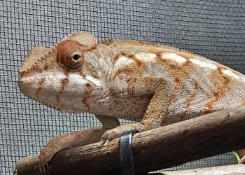 Samica kameleona lamparciego adopcja