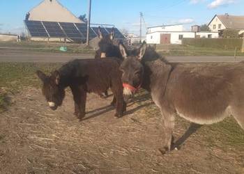 Sprzedam Osła Osiołki Ogier Klacz koń roczne oswojone