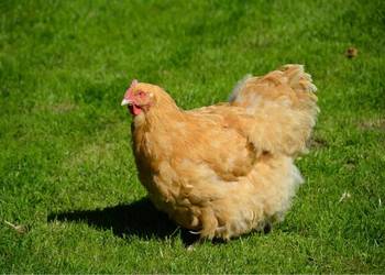 Jaja lęgowe kochin olbrzymi