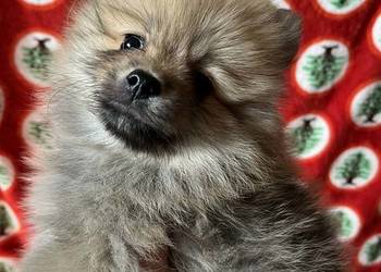 szpic miniaturowy - piesek