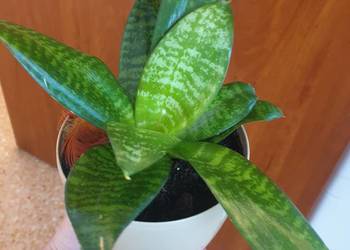 Roślina doniczkowa sansewieria