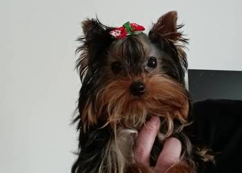 Yorkshire Terrier Laleczka ❤️
